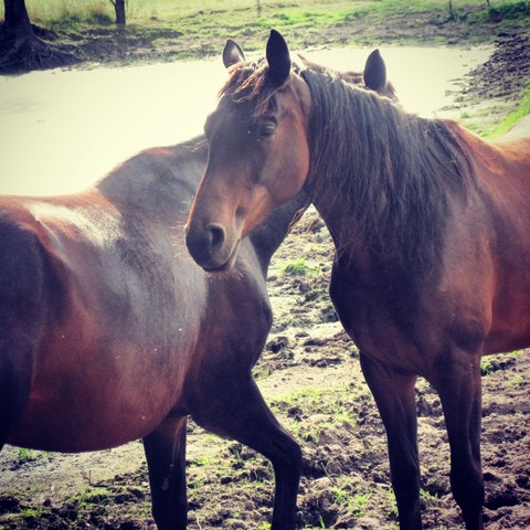 Horses