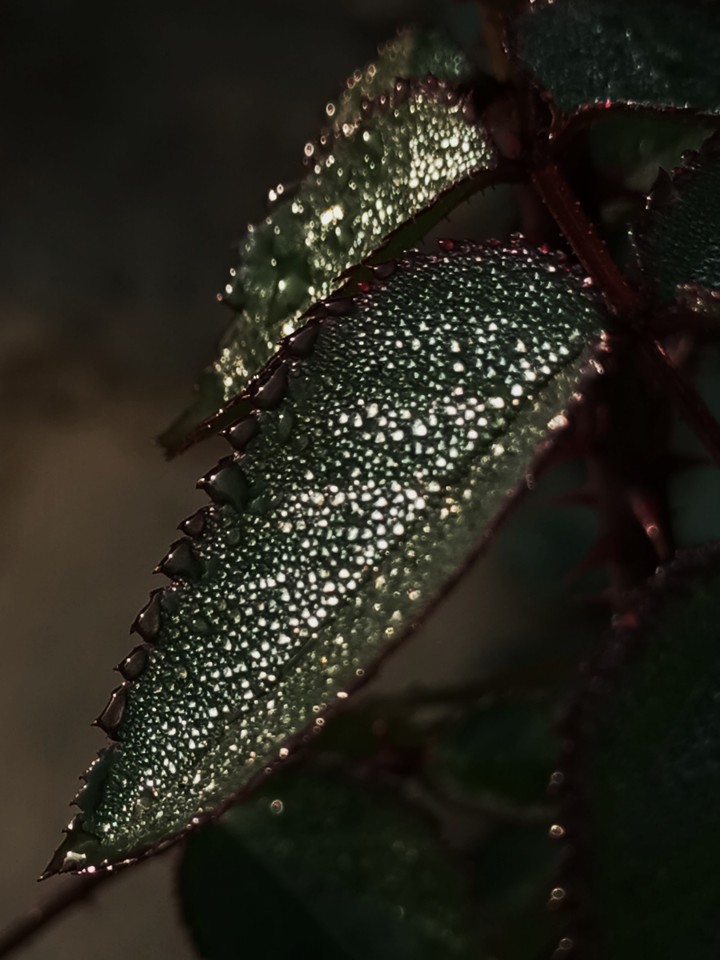 leaf in morning