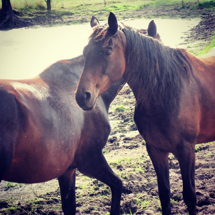 Horses