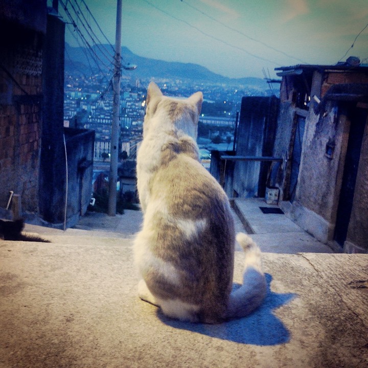 cats