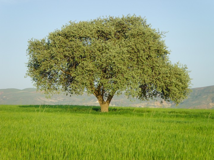 sivas 58