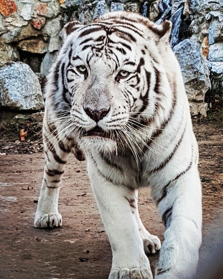 white tiger