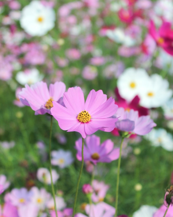 cosmos