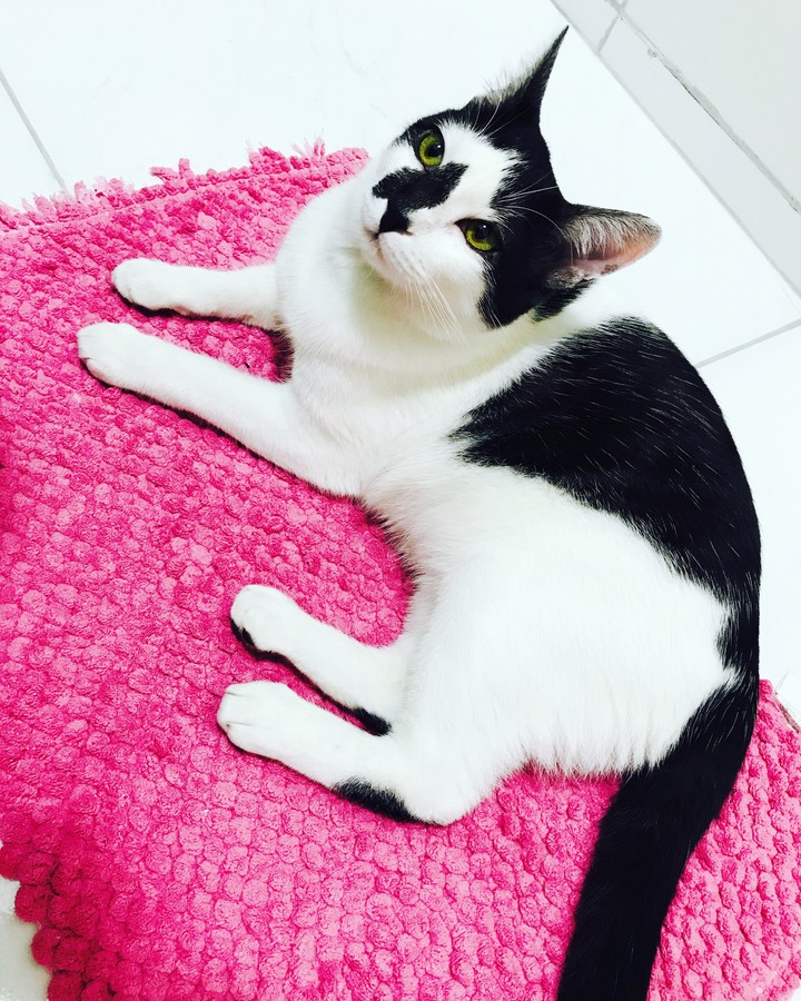 Gato de olhos verdes