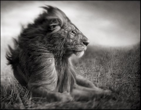The King