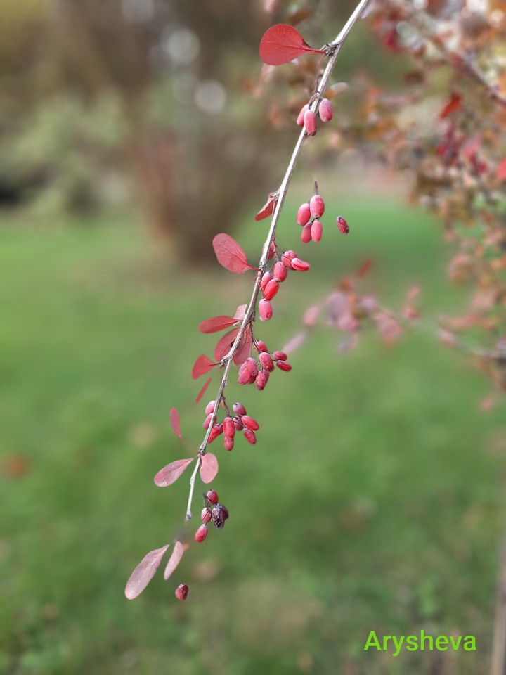 November