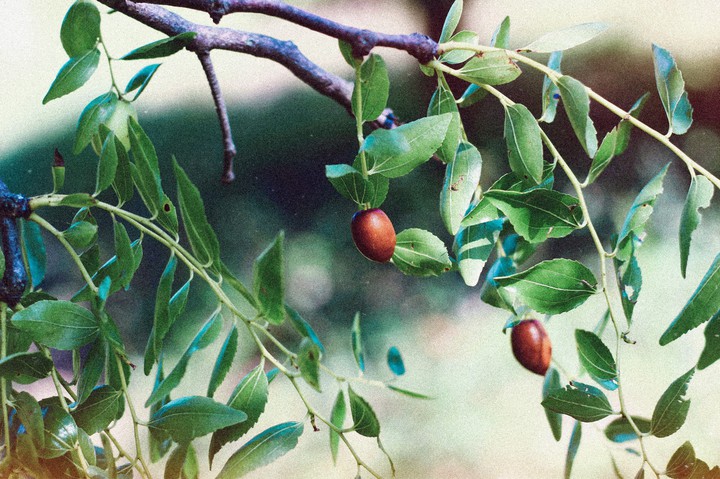 fruits of autumn