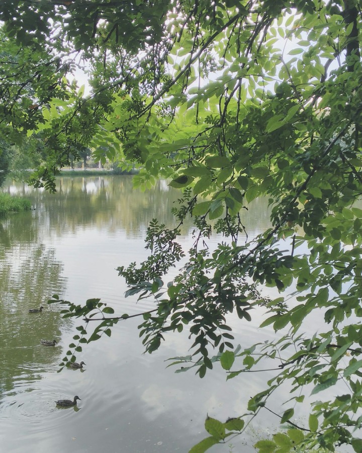 through the trees