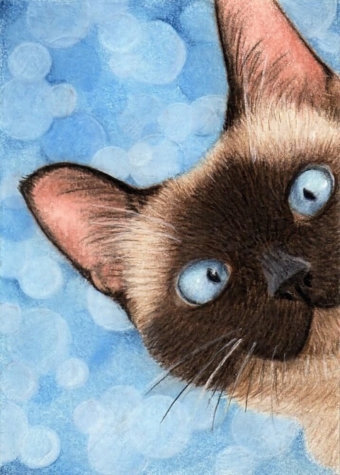 fonds d'écran felinae, whiskers