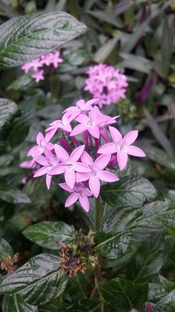 Pink flower .