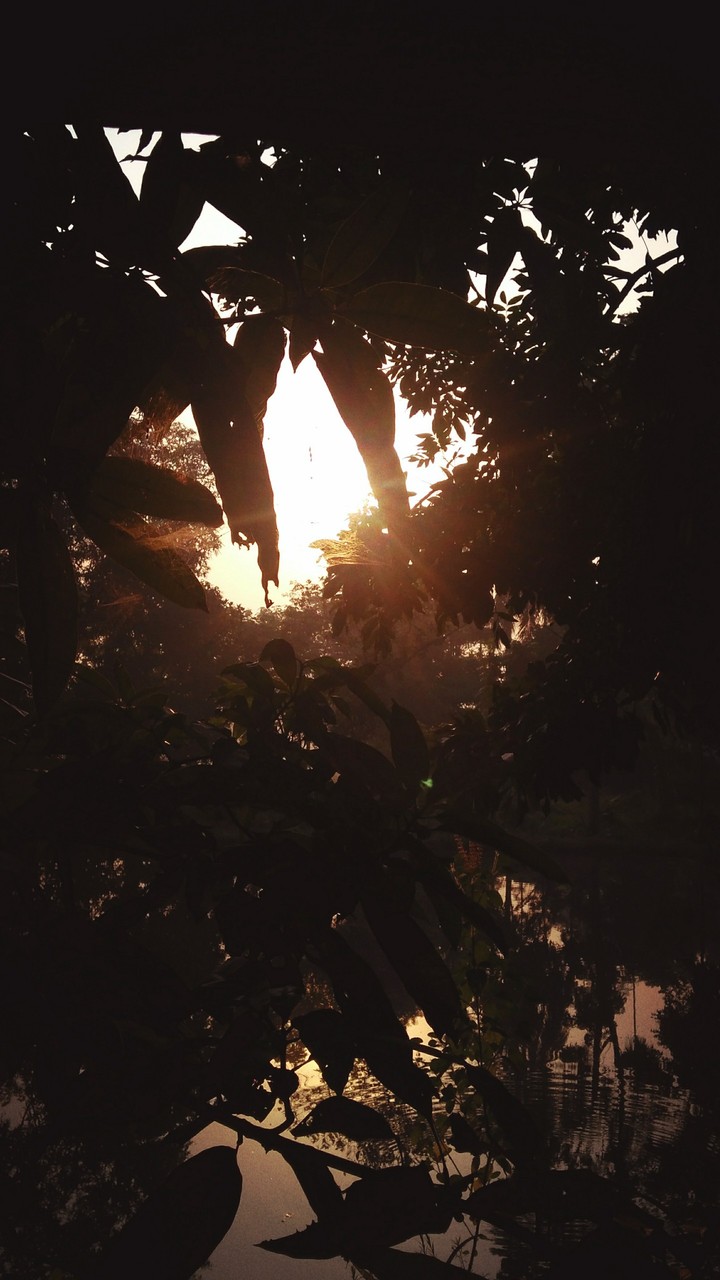 Morning Sun