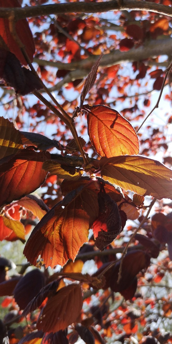 Roter Haselstrauch