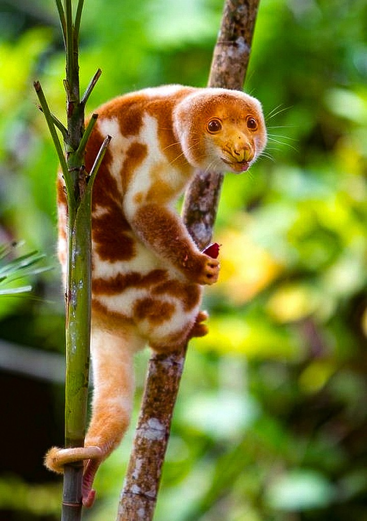 A Colorful Cuscus Australia