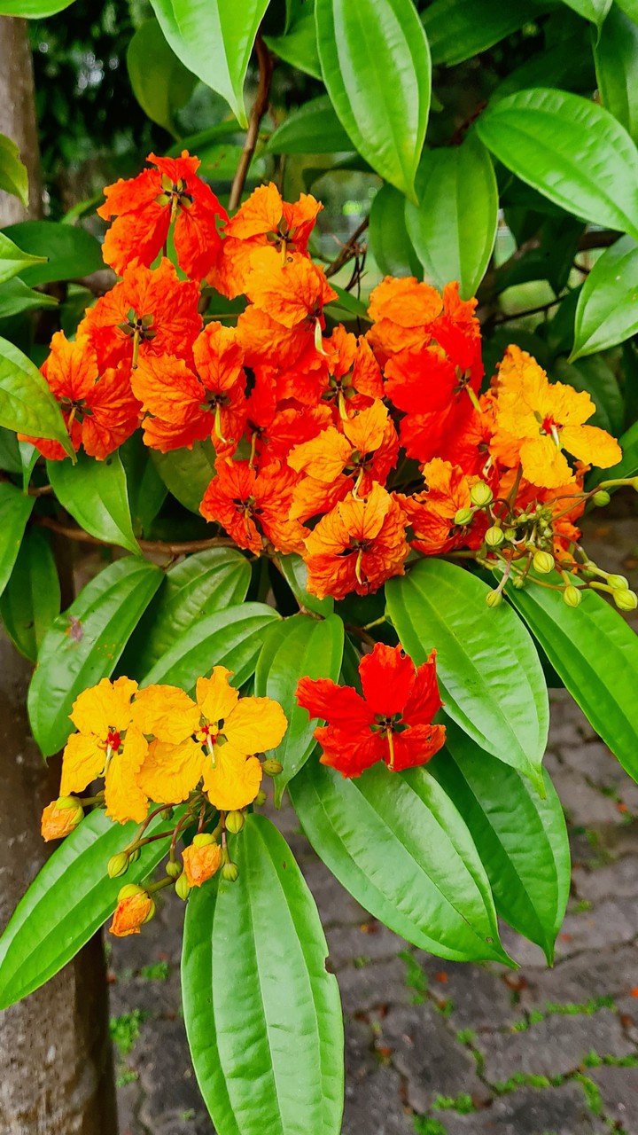 flower