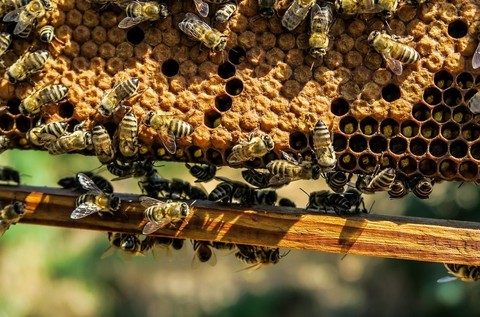 honeycomb, invertebrate壁纸