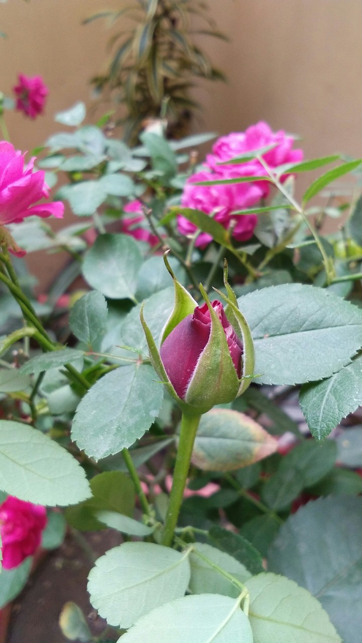 rose
