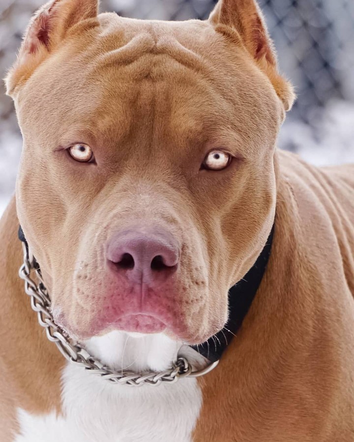 pitbull dog