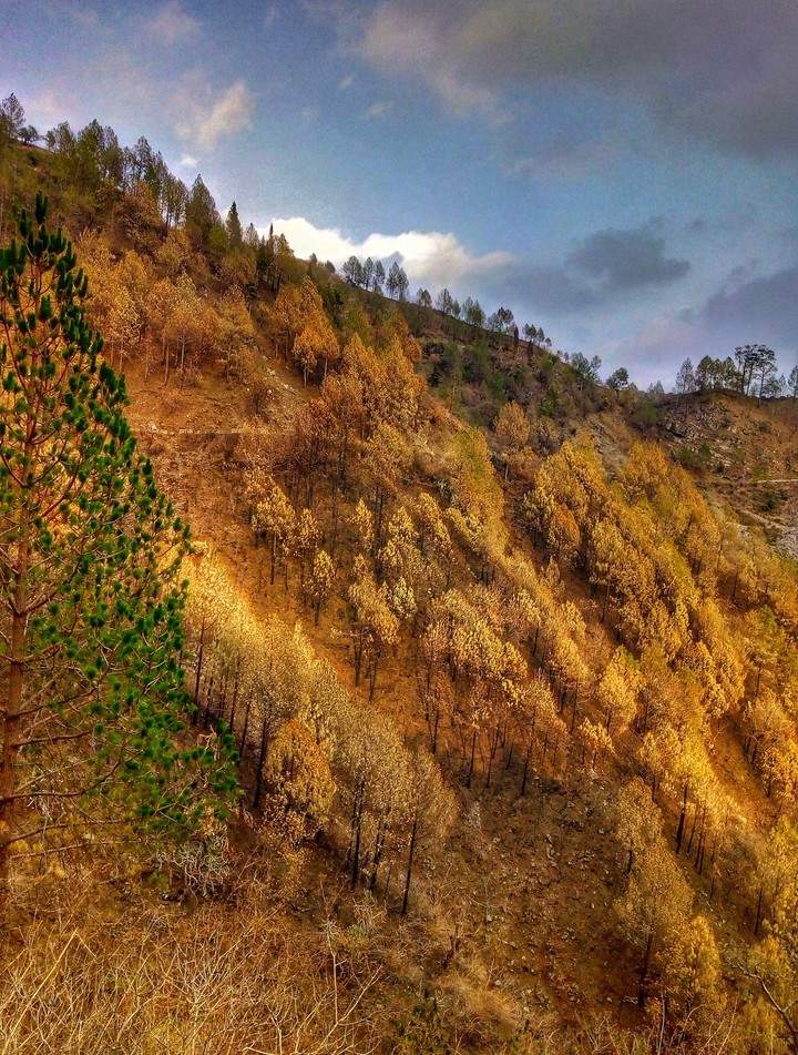 Golden mountain