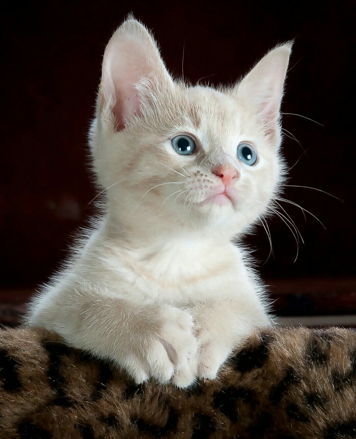 kitty
