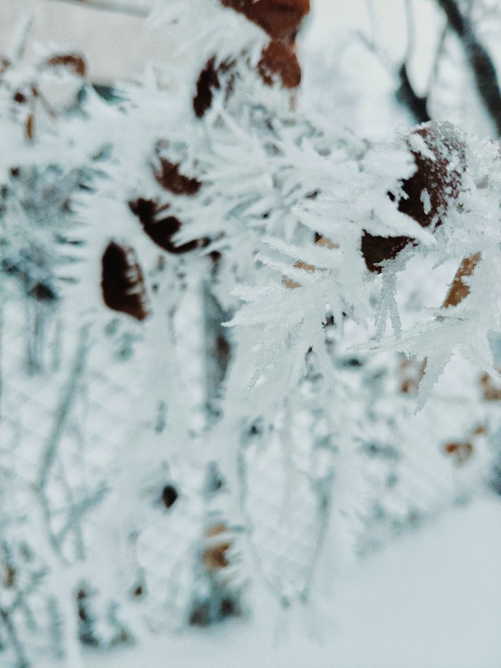 Frozen branches