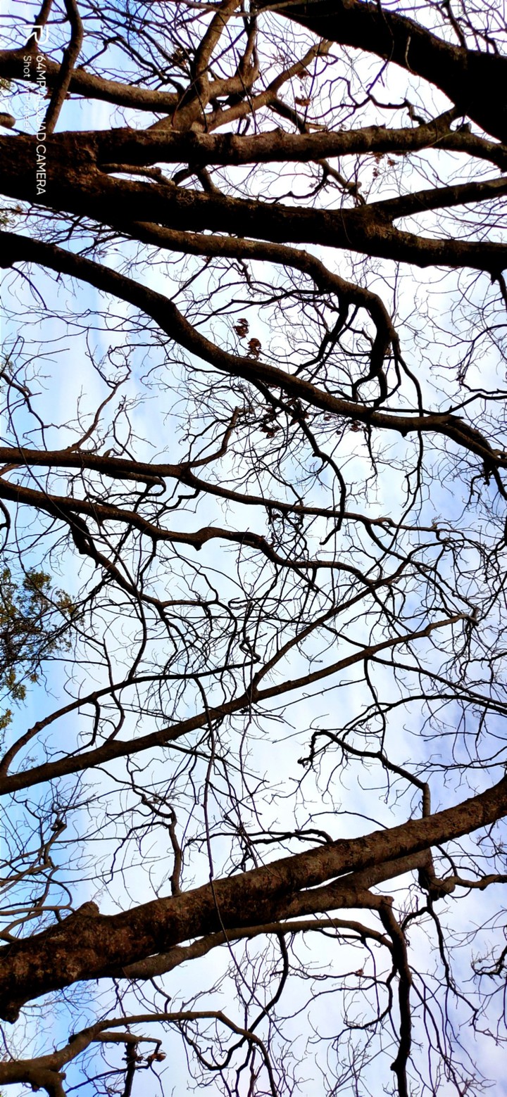 beauty branch