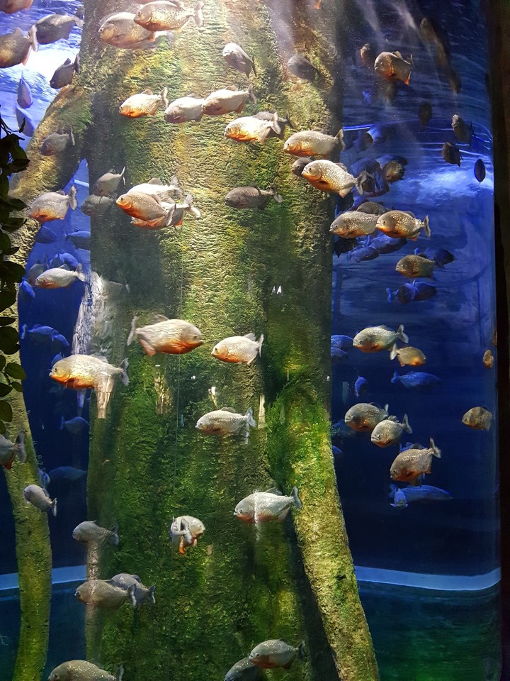 piranha