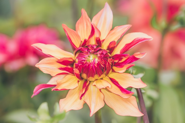 Flower Wallpaper