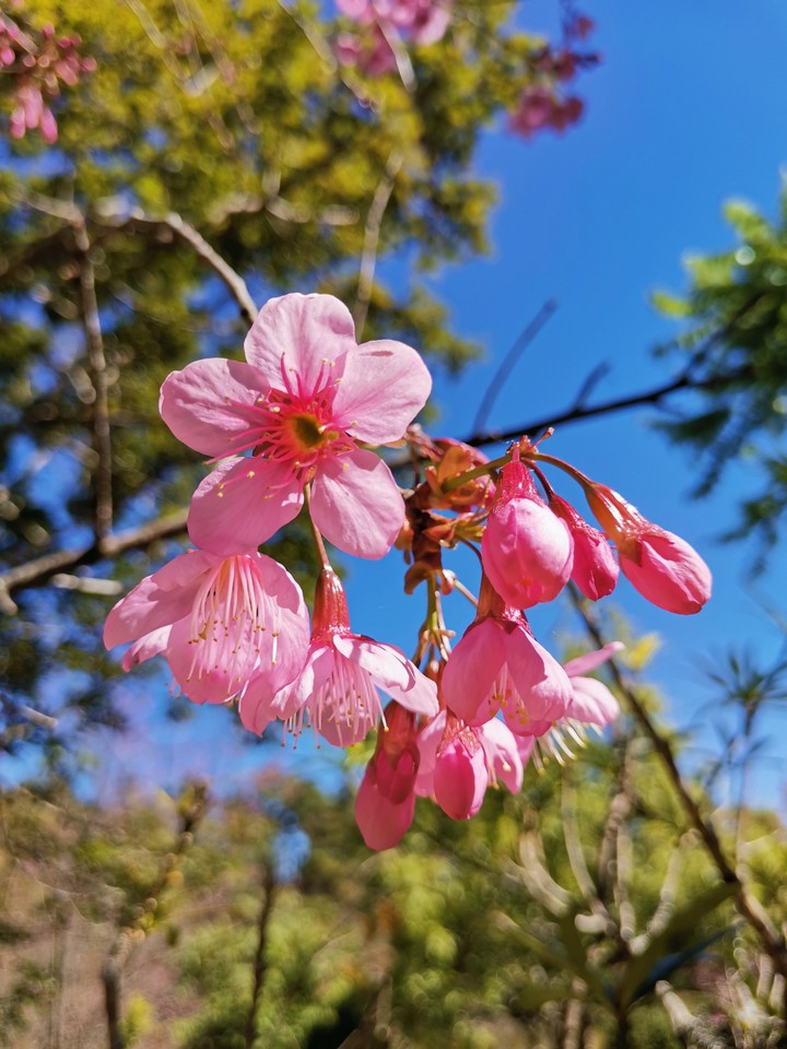 sakura