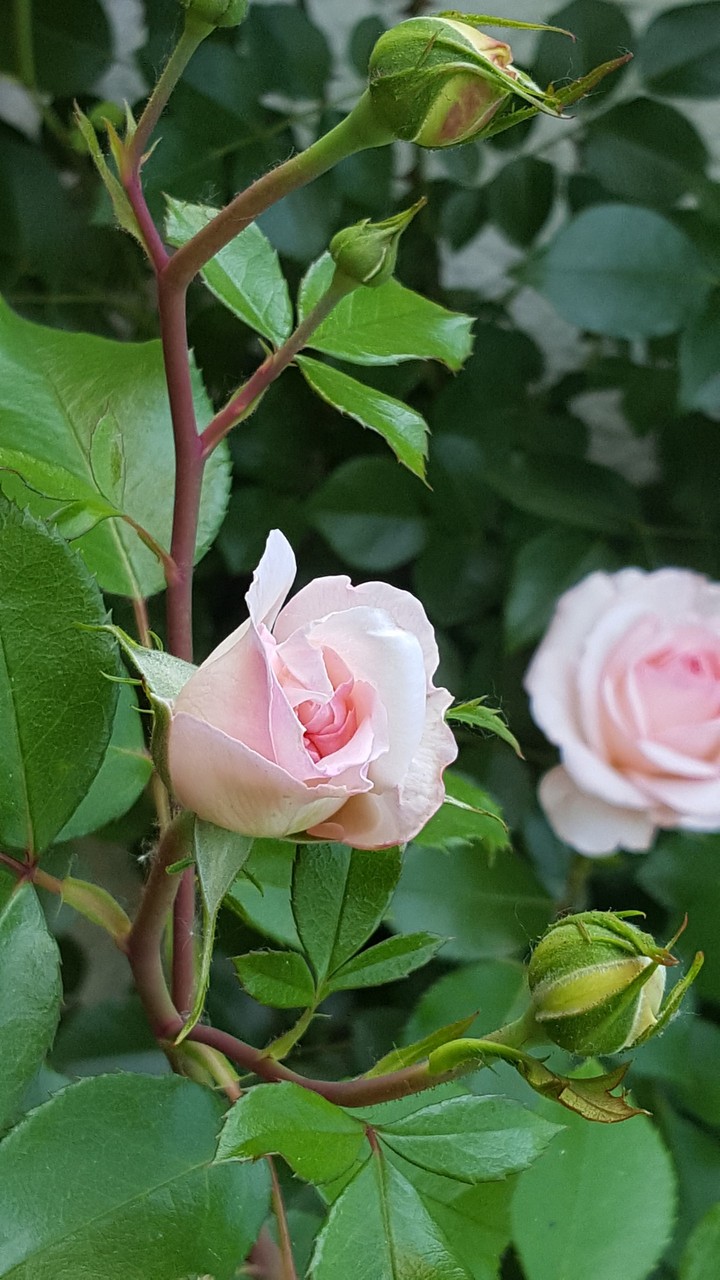 Liebste Rose mein....