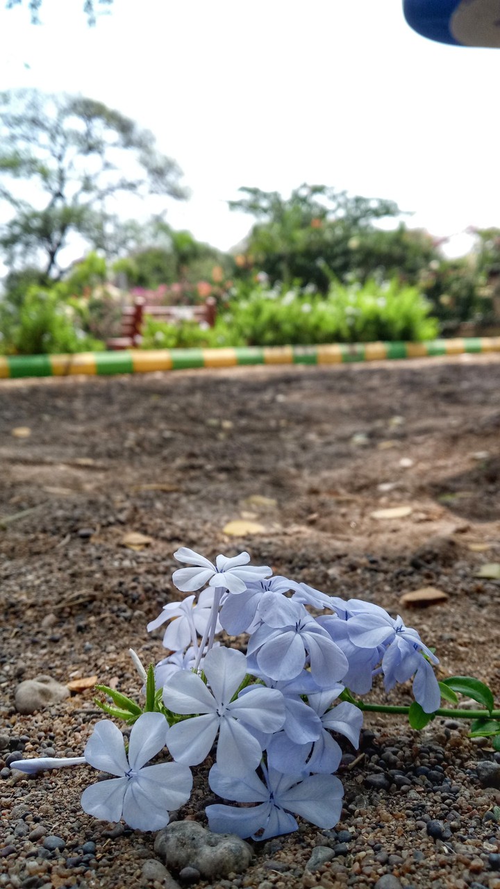 Flower in park