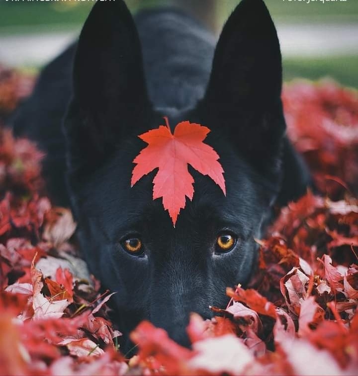 └(❤ω❤)┘