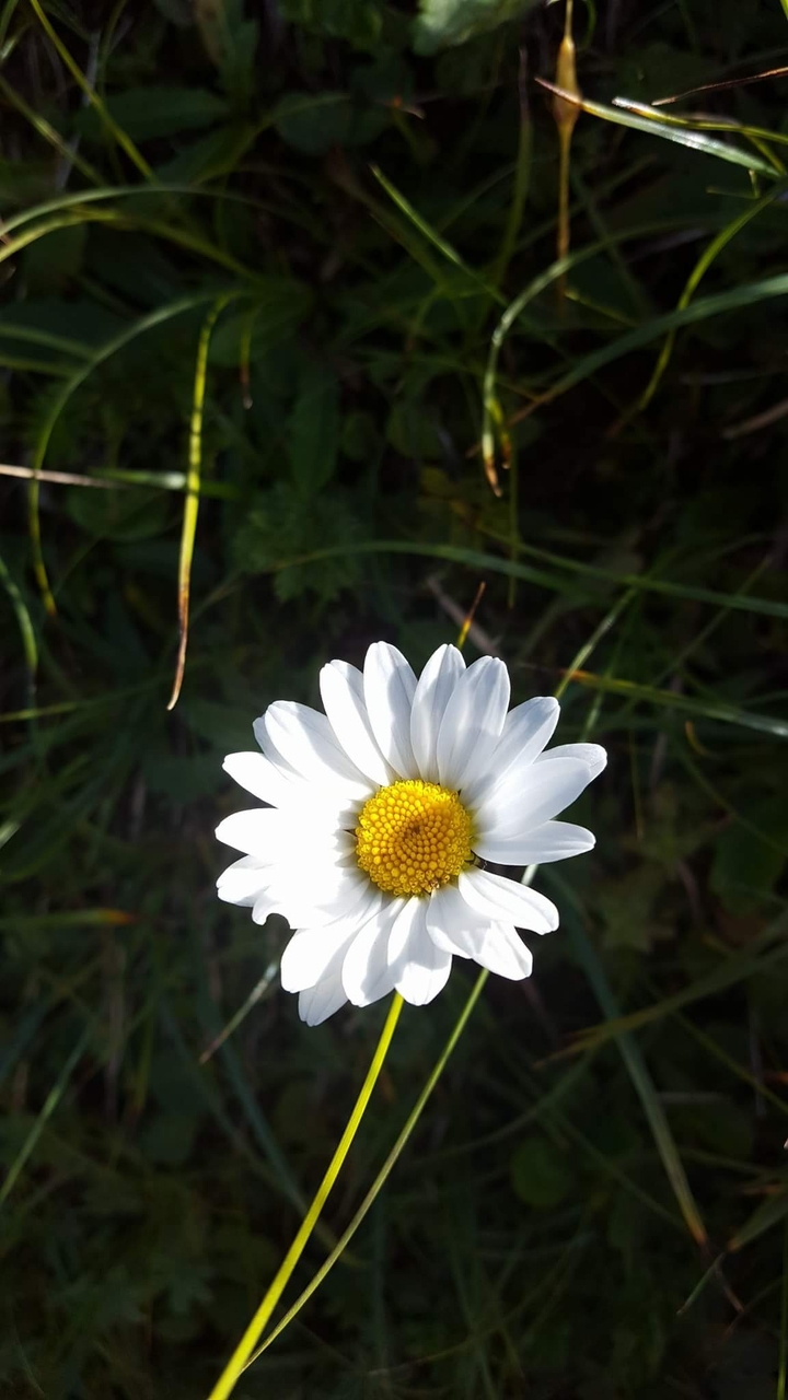 Blume, Frühling, Berge