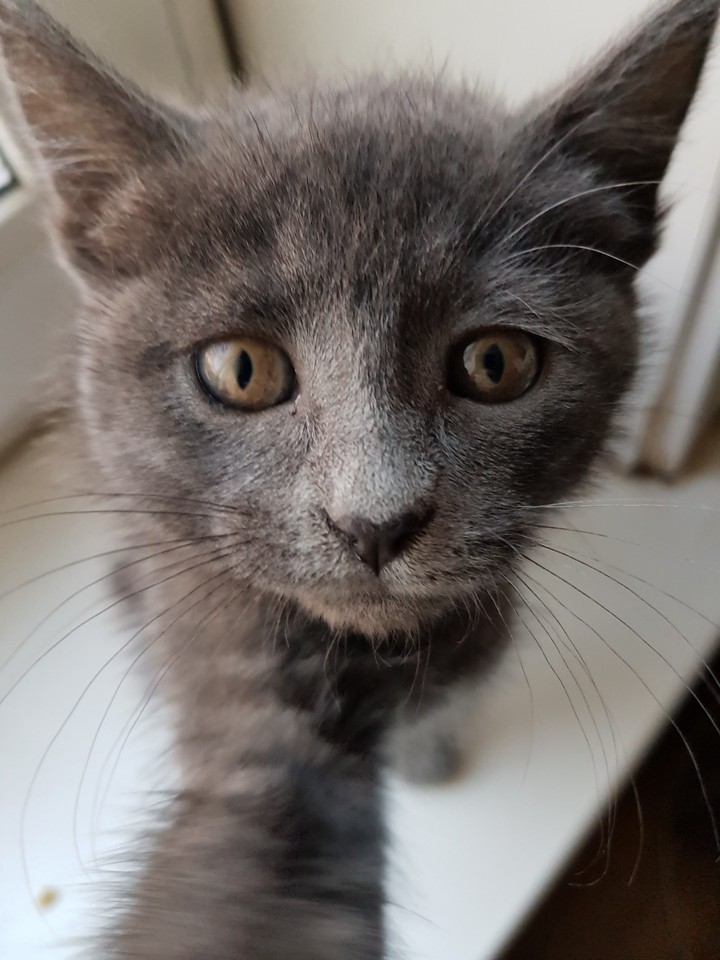 Selfie kitty