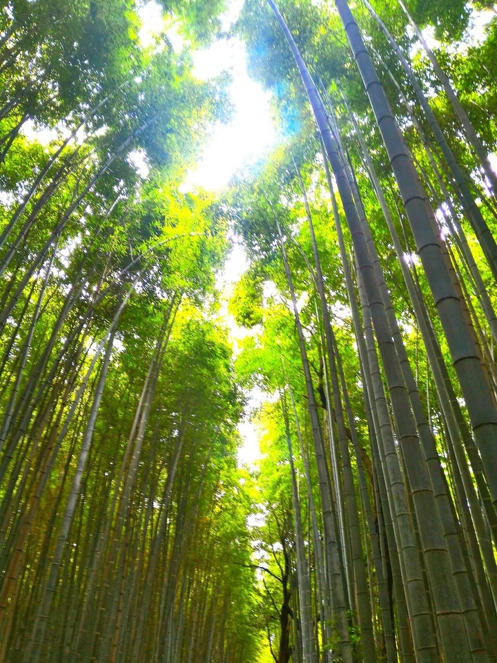 京都嵐山 竹林之道