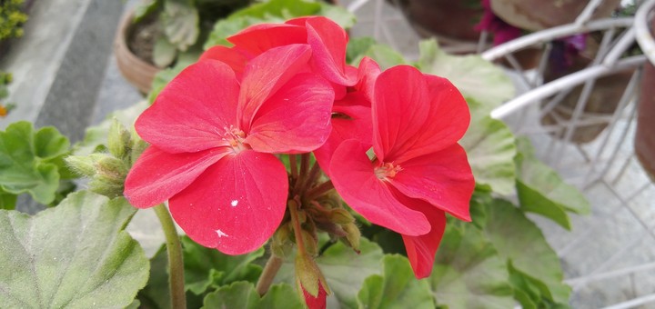 red flowers