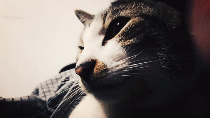 cat