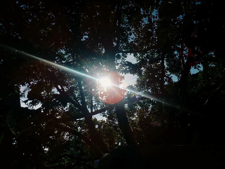 Tree on Sunshine