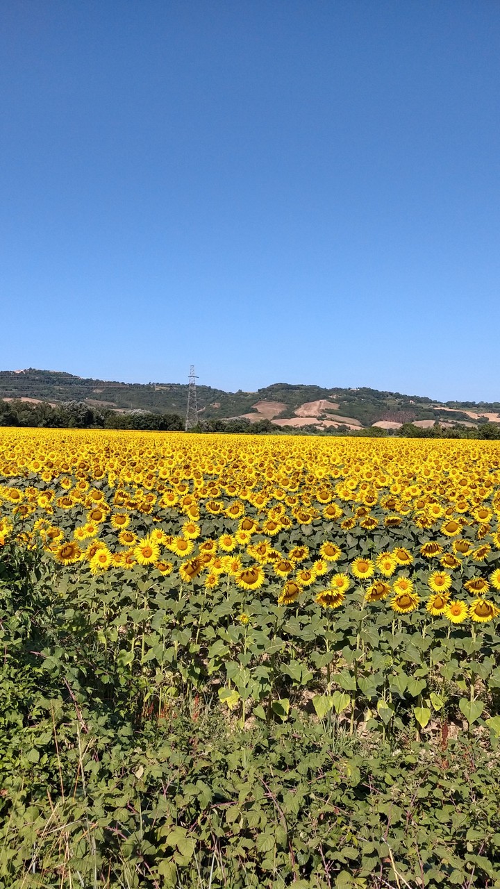 yellow Sea