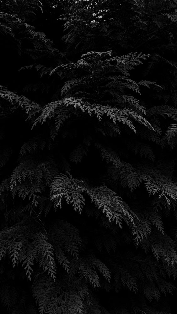 in the Woods