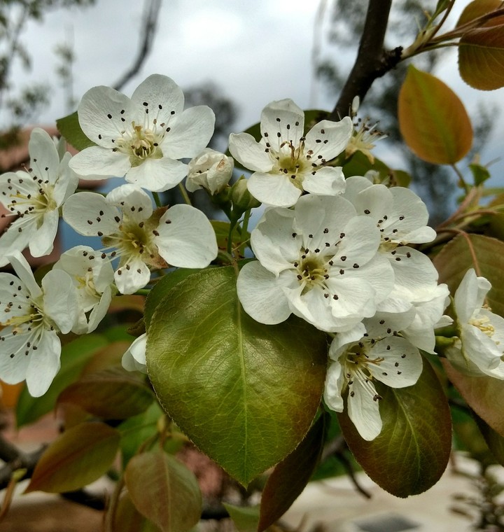 pear tree flowers