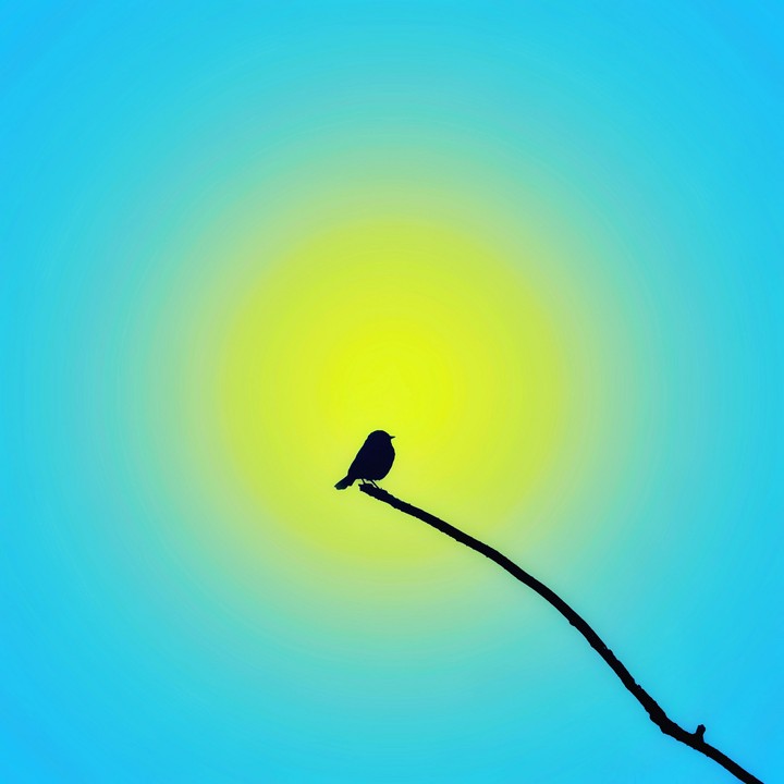 Bird and Liberty !