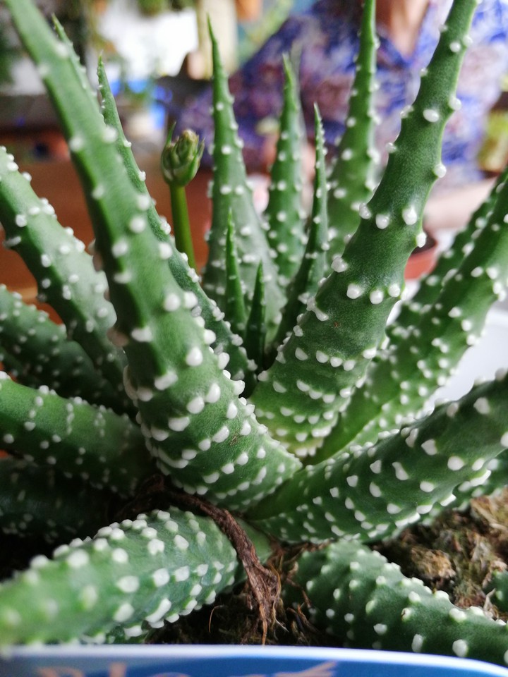 cactus