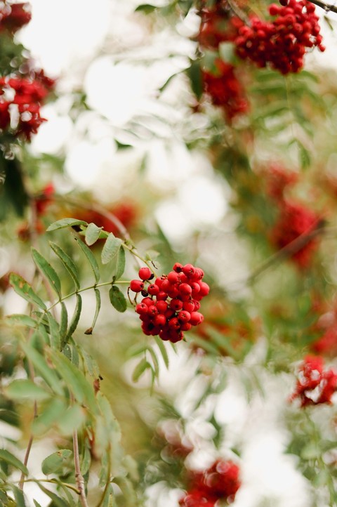 rowan, produce háttérképek