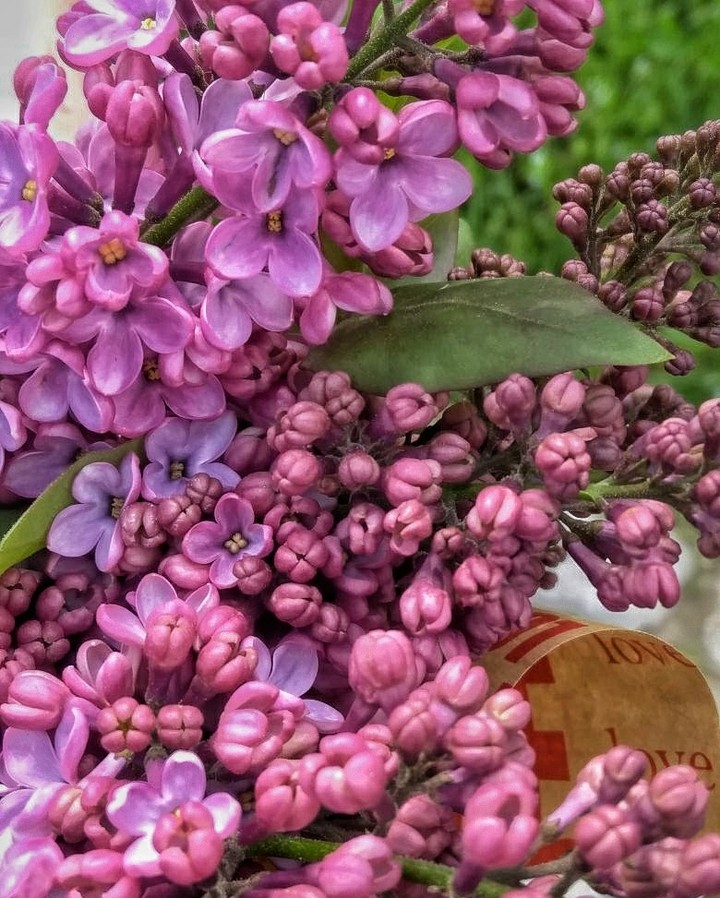 lilac
