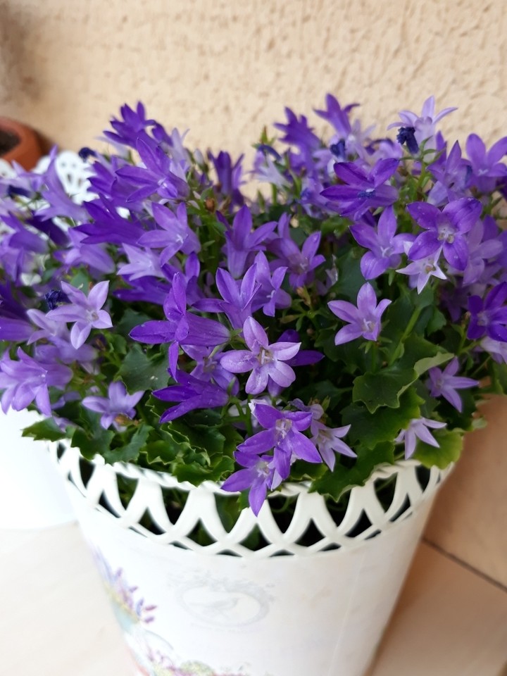 my flower