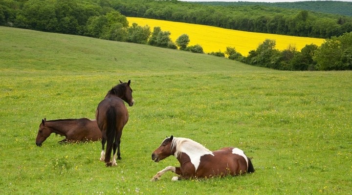 natur