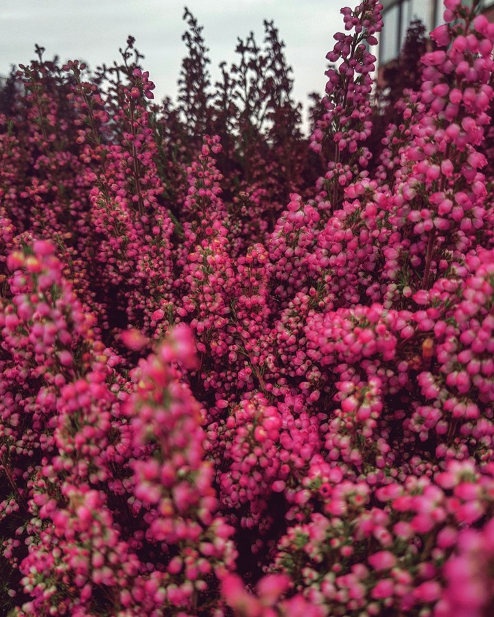 Heather