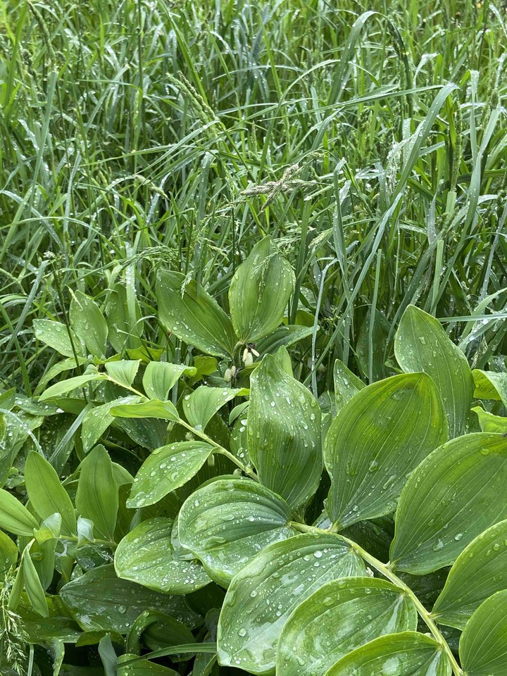 green grass