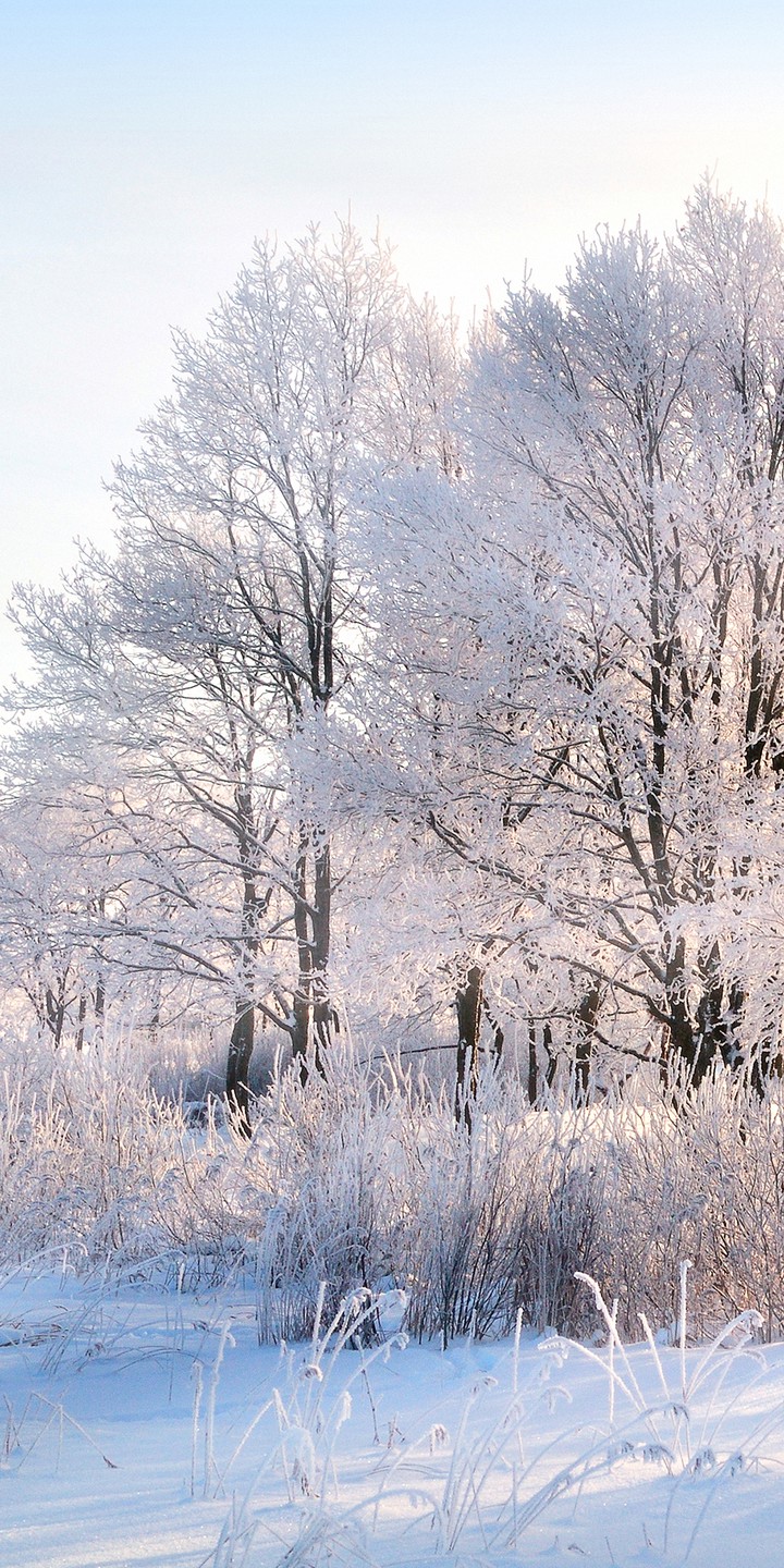 Nieve