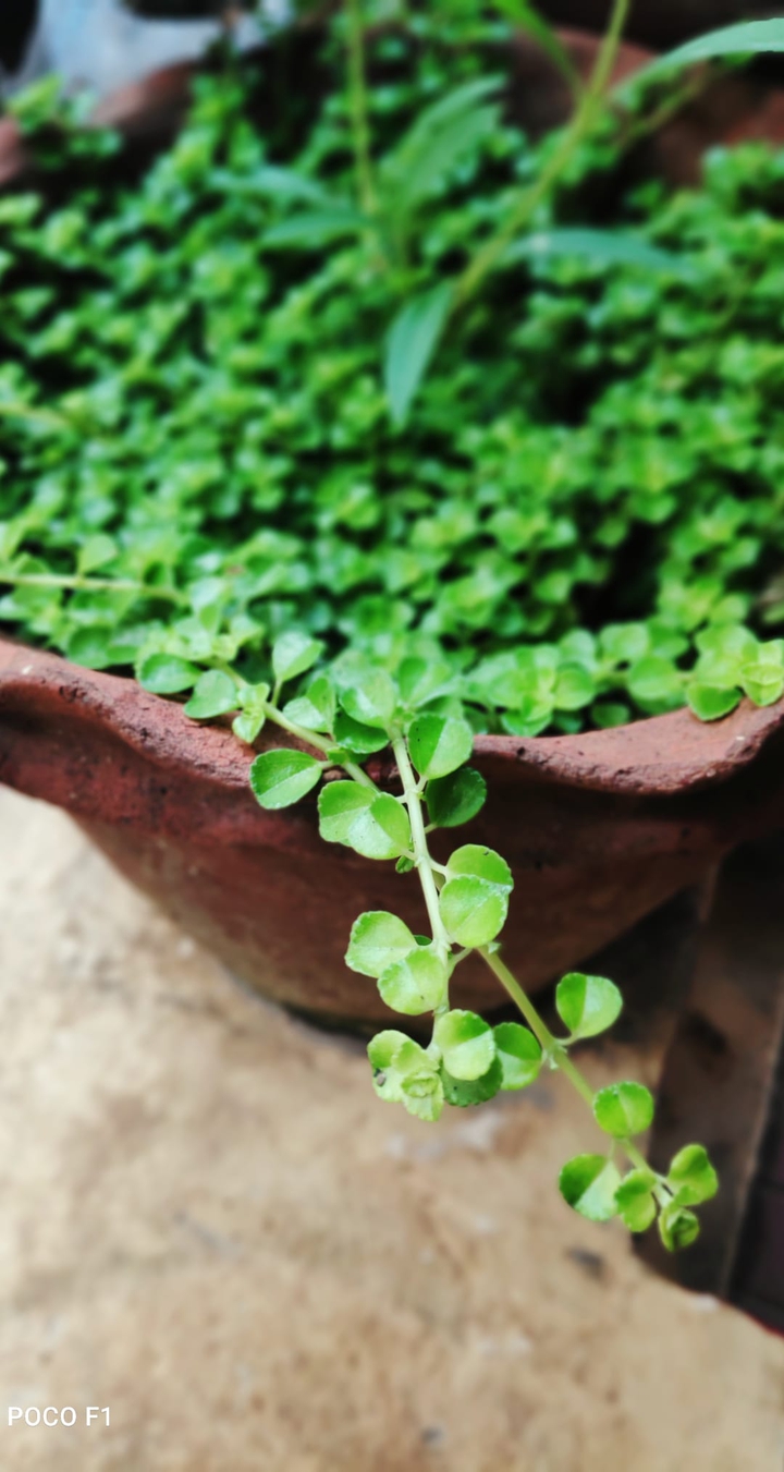 go green